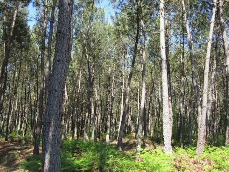 Uso de la ganadería extensiva en Galicia para prevenir los incendios forestales